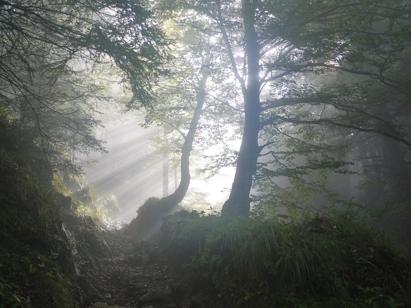 Misty Forest